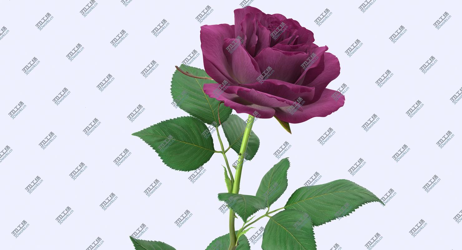 images/goods_img/202105072/Purple Rose/3.jpg